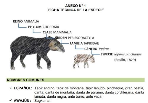 Científicos peruanos diseñan mapa de distribución del tapir andino en