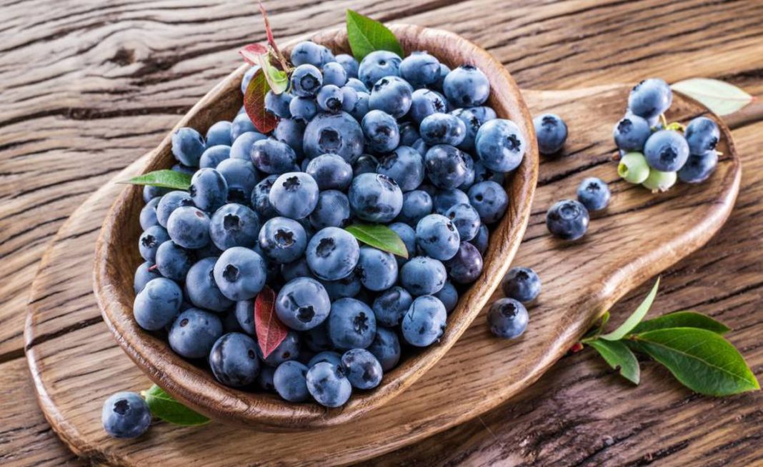 Conoce Todo Sobre El Arándano El Fruto Azul Rico En Antioxidantes