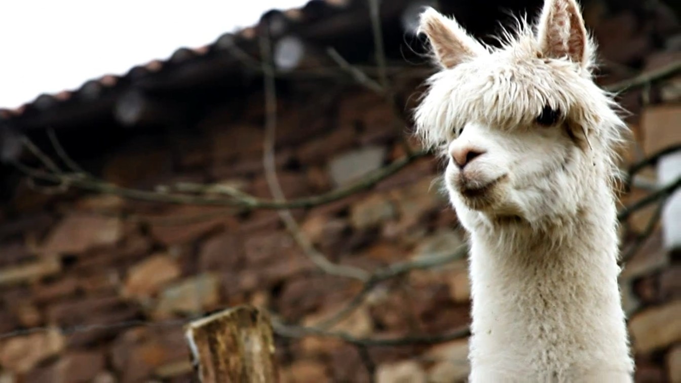 Desarrollo sostenible: lana de alpaca y otras fibras naturales se abren  paso en el mundo, Noticias