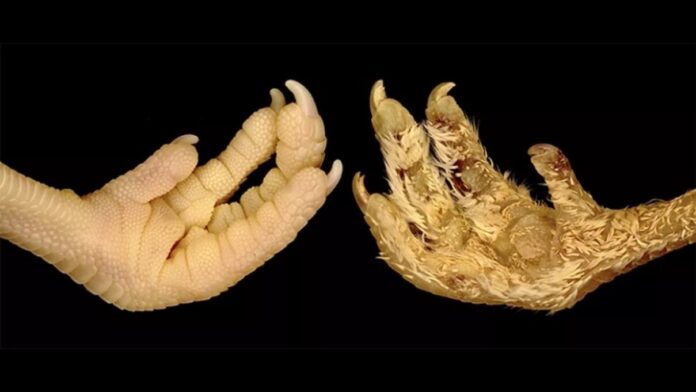 patas-de-pollo