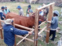 La región Madre de Dios resulta beneficiada en el aumento de productividad de su ganado vacuno gracias al establecimiento de una posta de inseminación artificial a cargo del Midagri