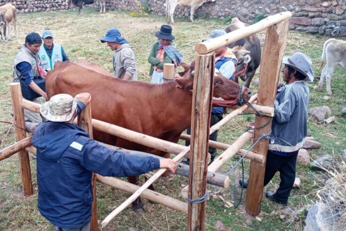 La región Madre de Dios resulta beneficiada en el aumento de productividad de su ganado vacuno gracias al establecimiento de una posta de inseminación artificial a cargo del Midagri