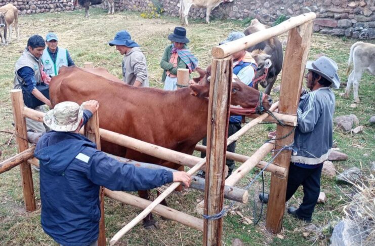 La región Madre de Dios resulta beneficiada en el aumento de productividad de su ganado vacuno gracias al establecimiento de una posta de inseminación artificial a cargo del Midagri