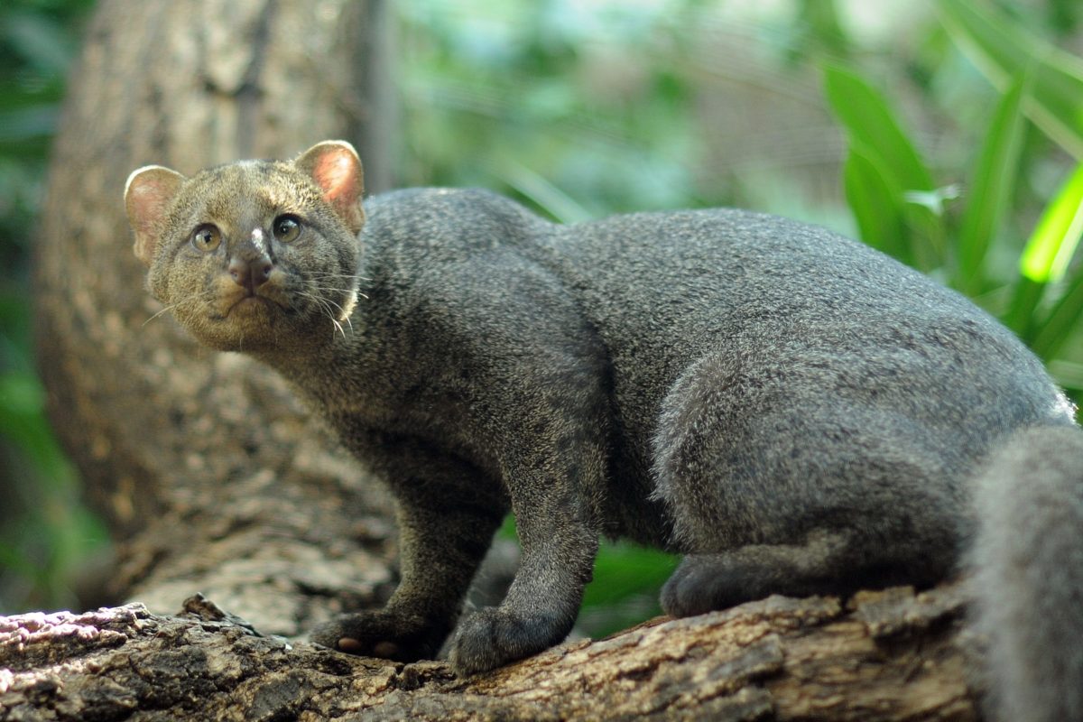 El gato moro o jaguarundí, felino advertido dentro del Santuario de MachuPicchu. Fuente: México Desconocido