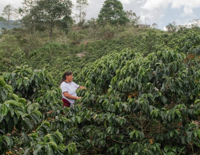 Según Armando Inga, facilitador de la PMACC, el cambio climático y el aumento de CO2 en la atmósfera plantean desafíos, pero también oportunidades para el café de Cajamarca. (Foto: Andina)