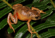 Descubren dos nuevas especies de ranas andinas en el Parque Nacional Yanachaga‑Chemillén