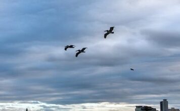 Expresa Cuba disposición a dialogar con EEUU